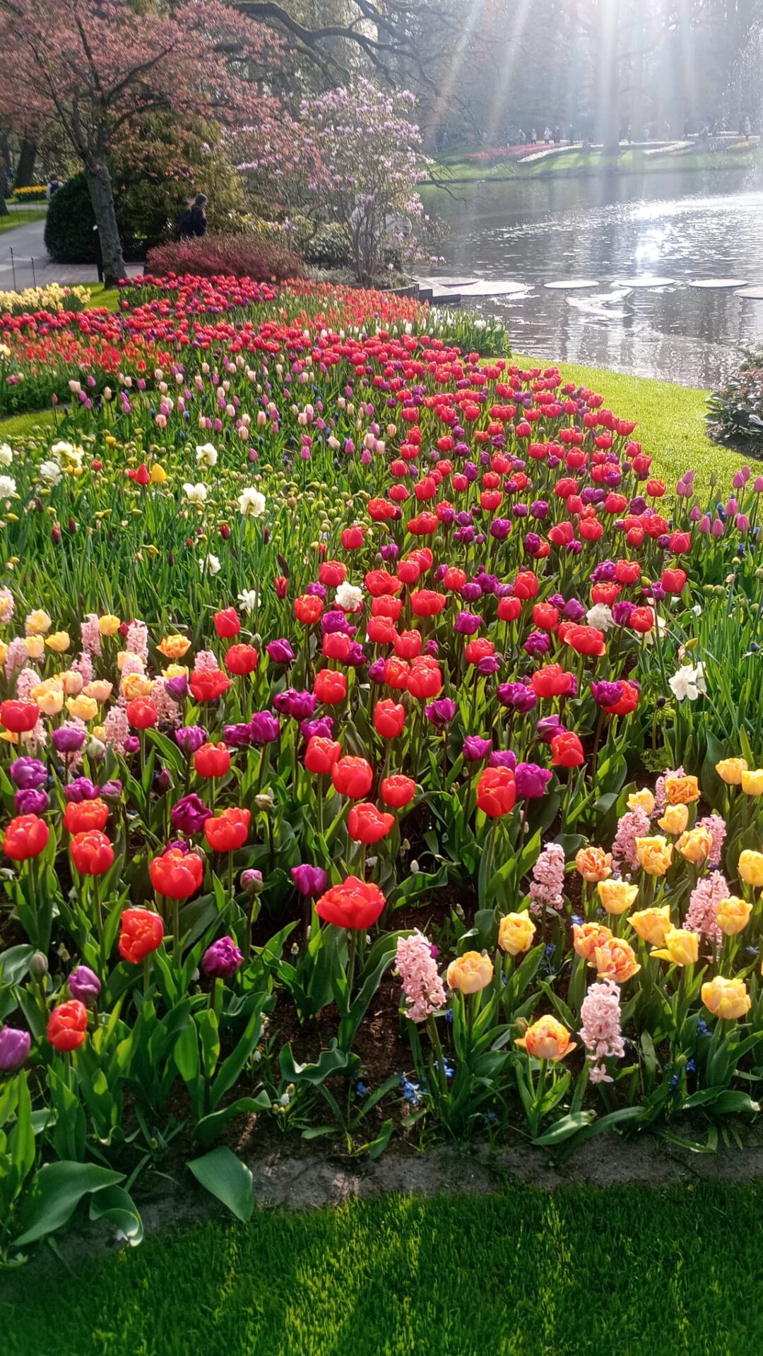voyage erasmus plus esatco orvault pays bas Hortus Bulborum 2